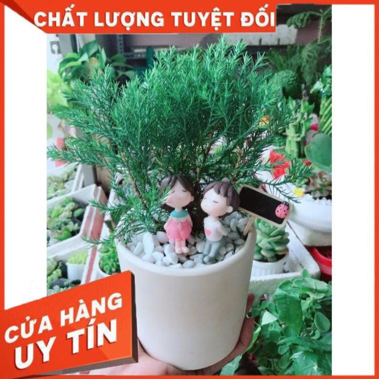 Chậu Cây Tùng Bồng Lai