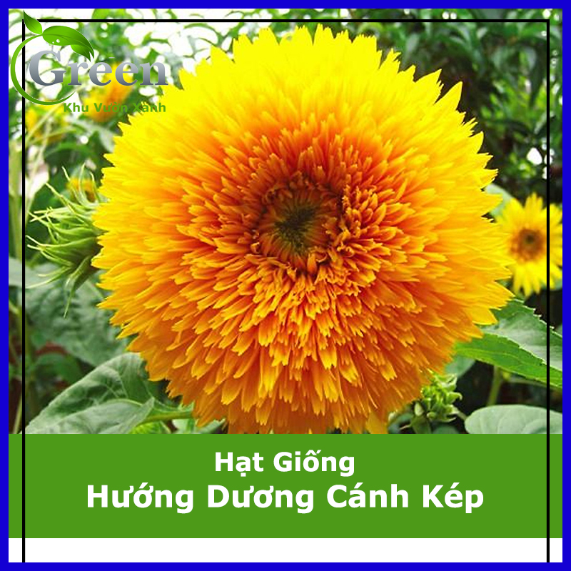 Hạt Giống Hoa Hướng Dương Cánh Kép