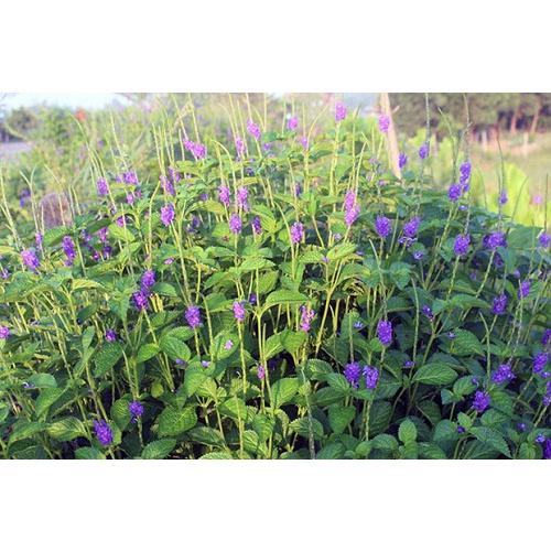 Đuôi Chuột Mạch Lạc Giống 05 cây