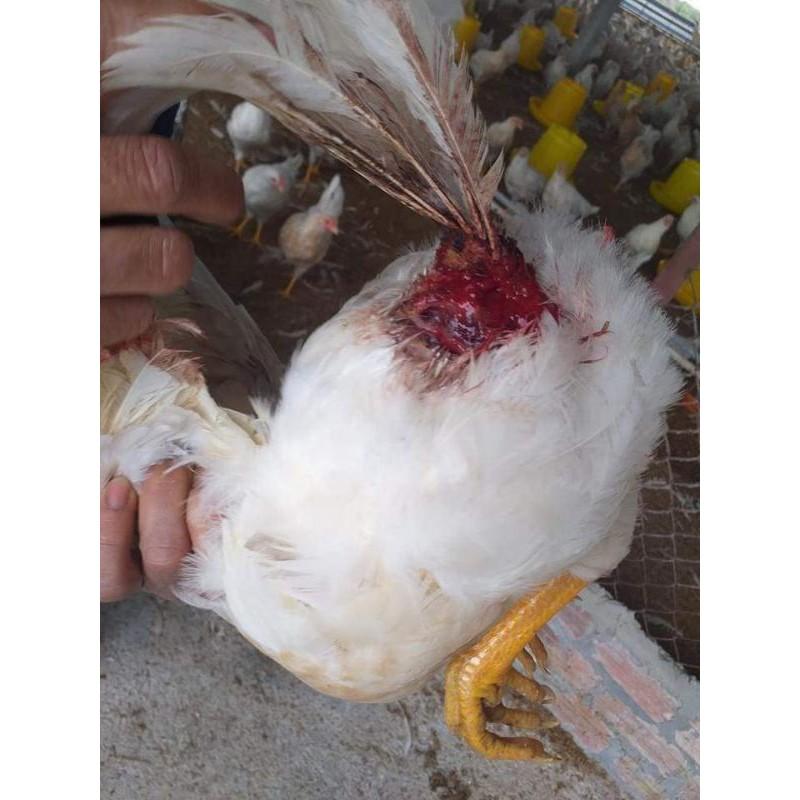 SIÊU MỌC LÔNG CHỐNG CẮN MỔ VẬT NUÔI 1KG/gói