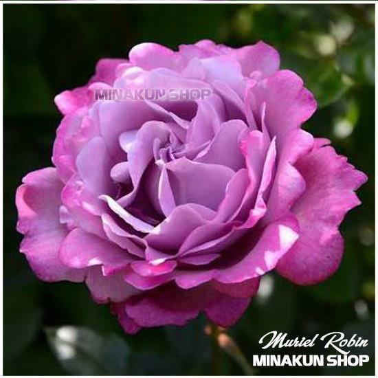 Hoa hồng ngoại Muriel Robin Rose Tím cực đẹp