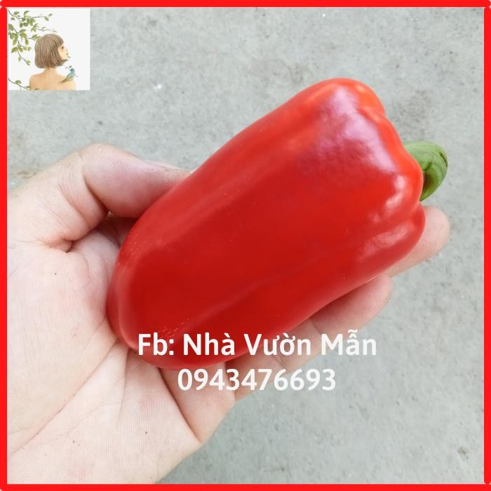 Hạt Giống Ớt chuông Baby Red