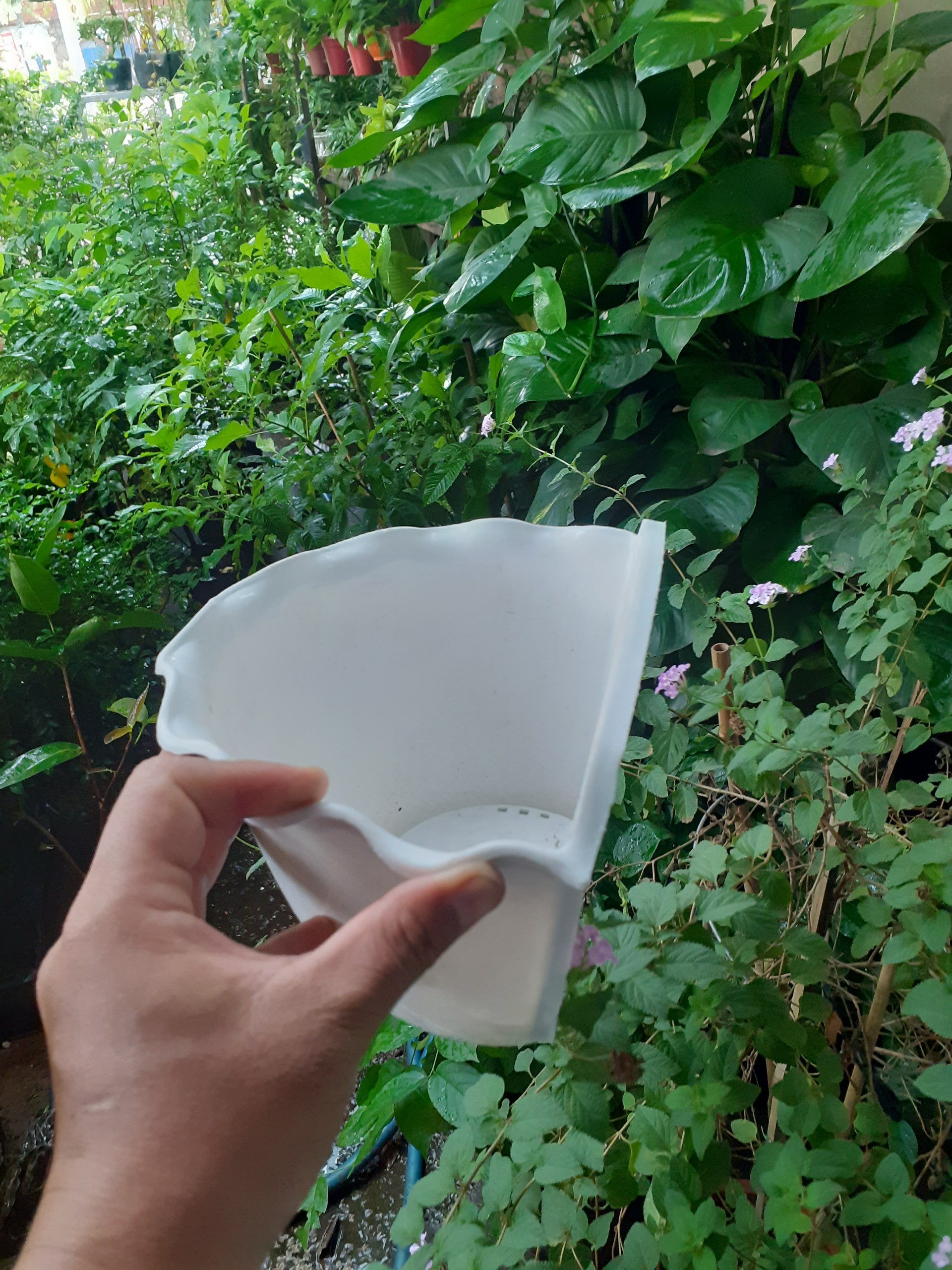 Chậu nhựa ốp tường trồng cây KIỂU BÈO nhúng xinh xinh