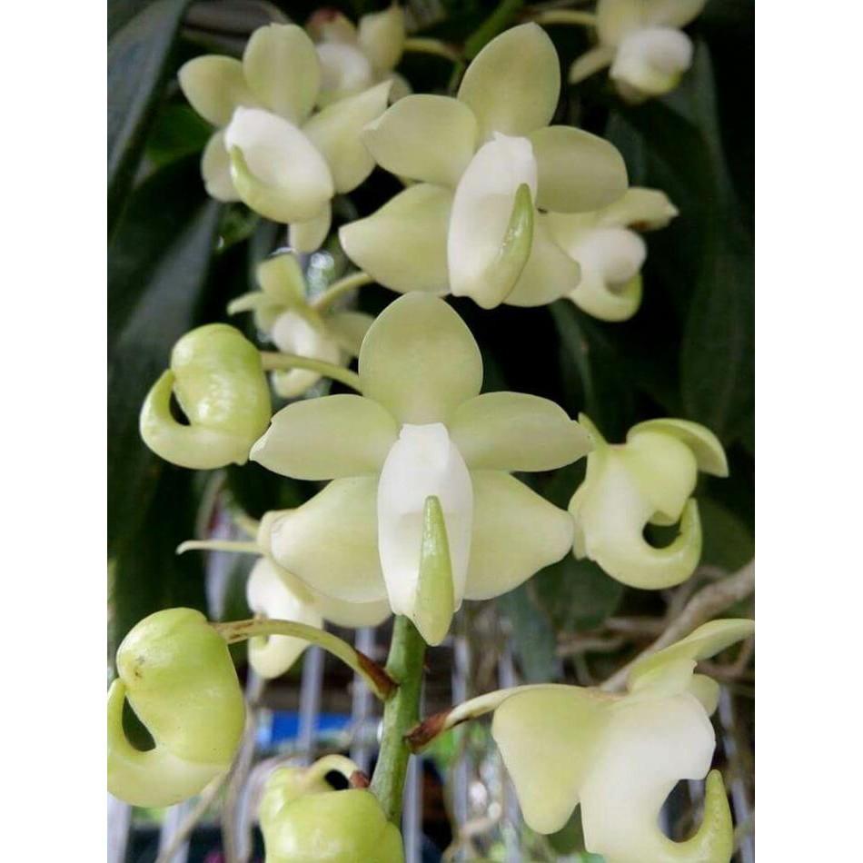 Hoa phong lan quế lan hương