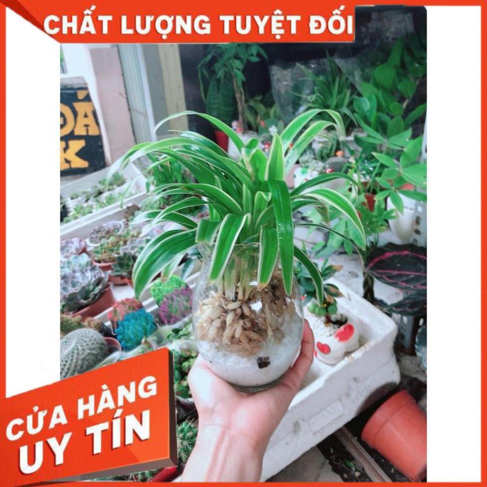 Cỏ Lan Chi Thủy Sinh Đẹp