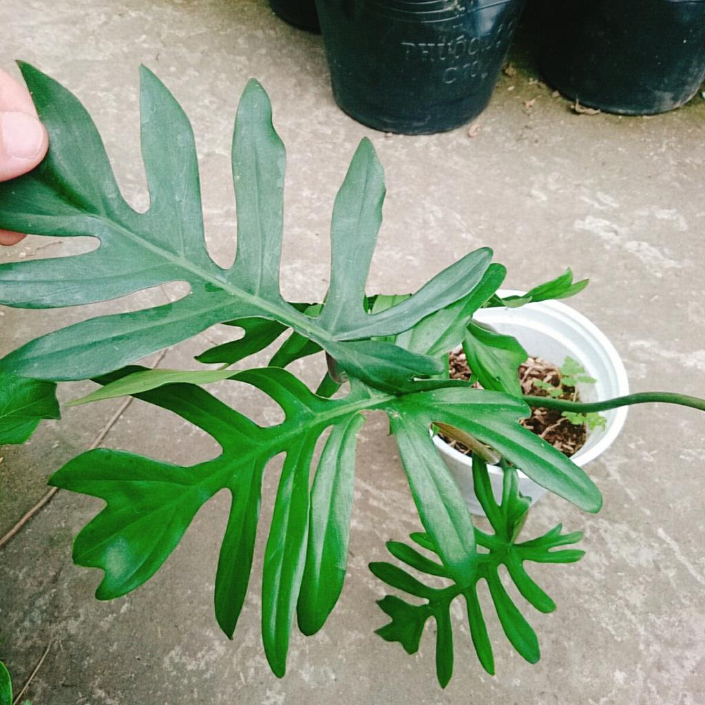 Cây Trầu Bà Mayoi - Philodendron Mayoi - cây cảnh trong nhà trang trí nội thất