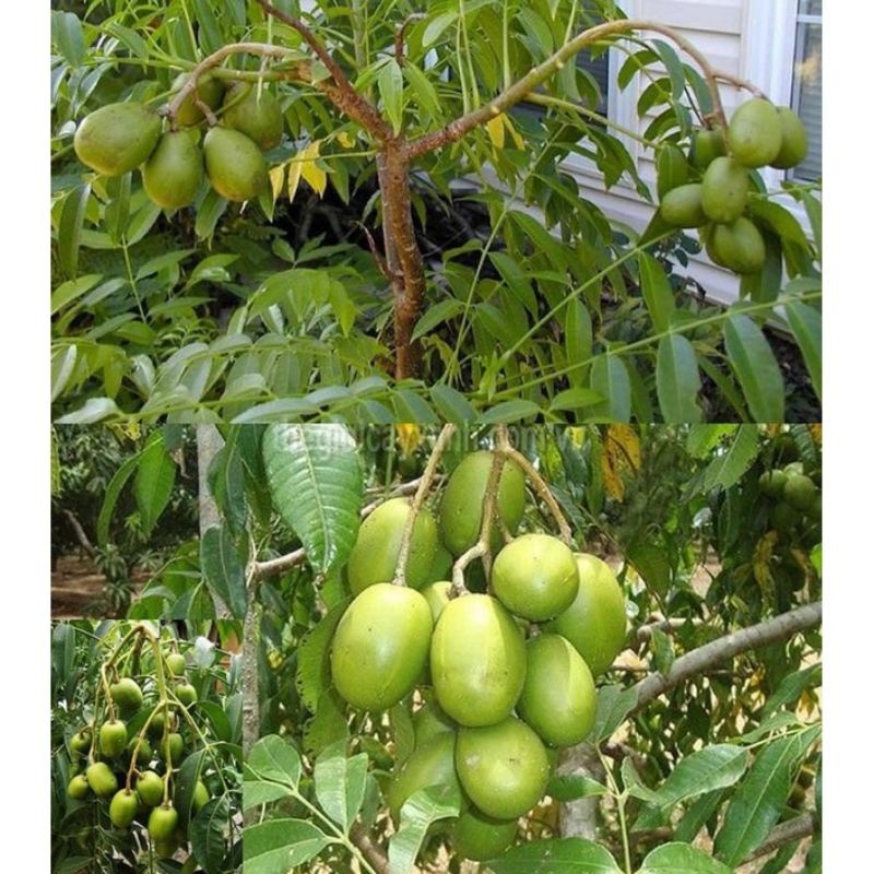 Cây cóc thái ra quả siêu sớm