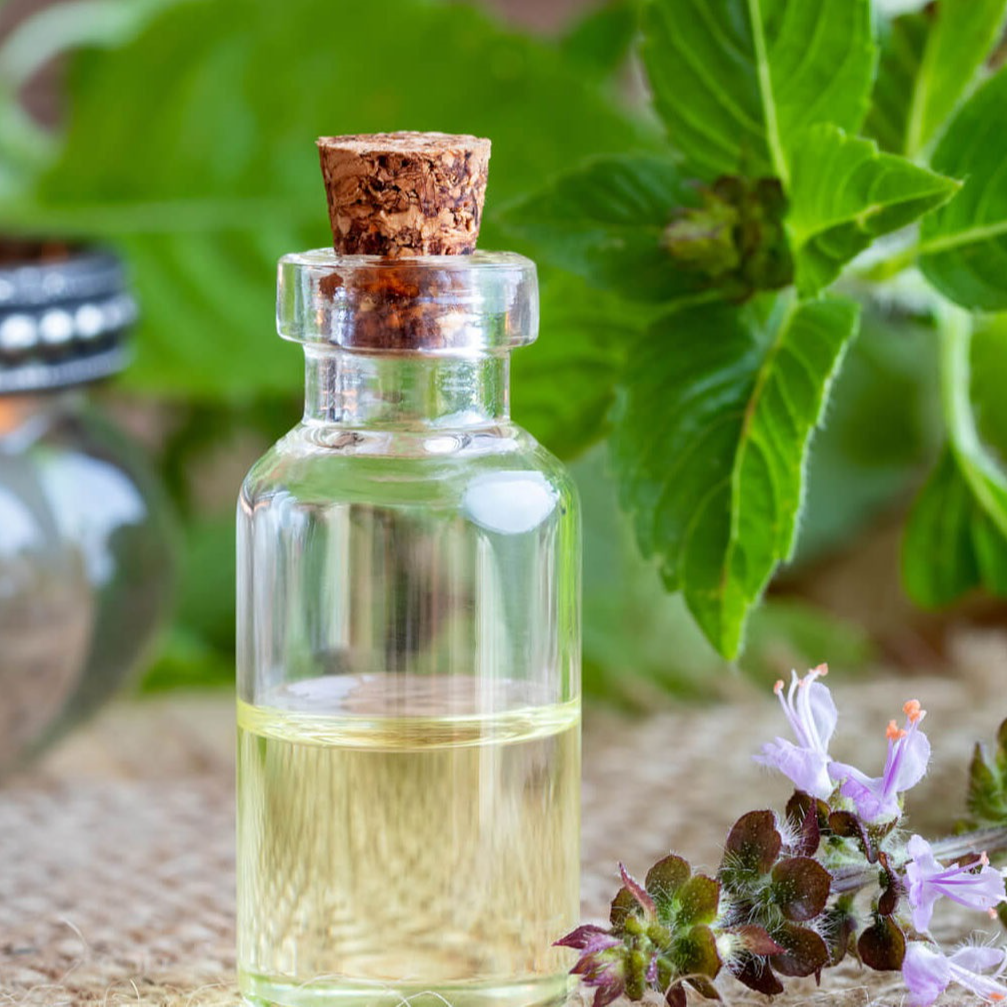 Tinh dầu hương nhu nguyên chất từ thiên nhiên 100% hữu cơ - KingOil