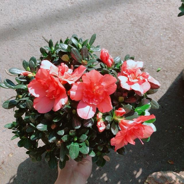 Cây Đỗ Quyên