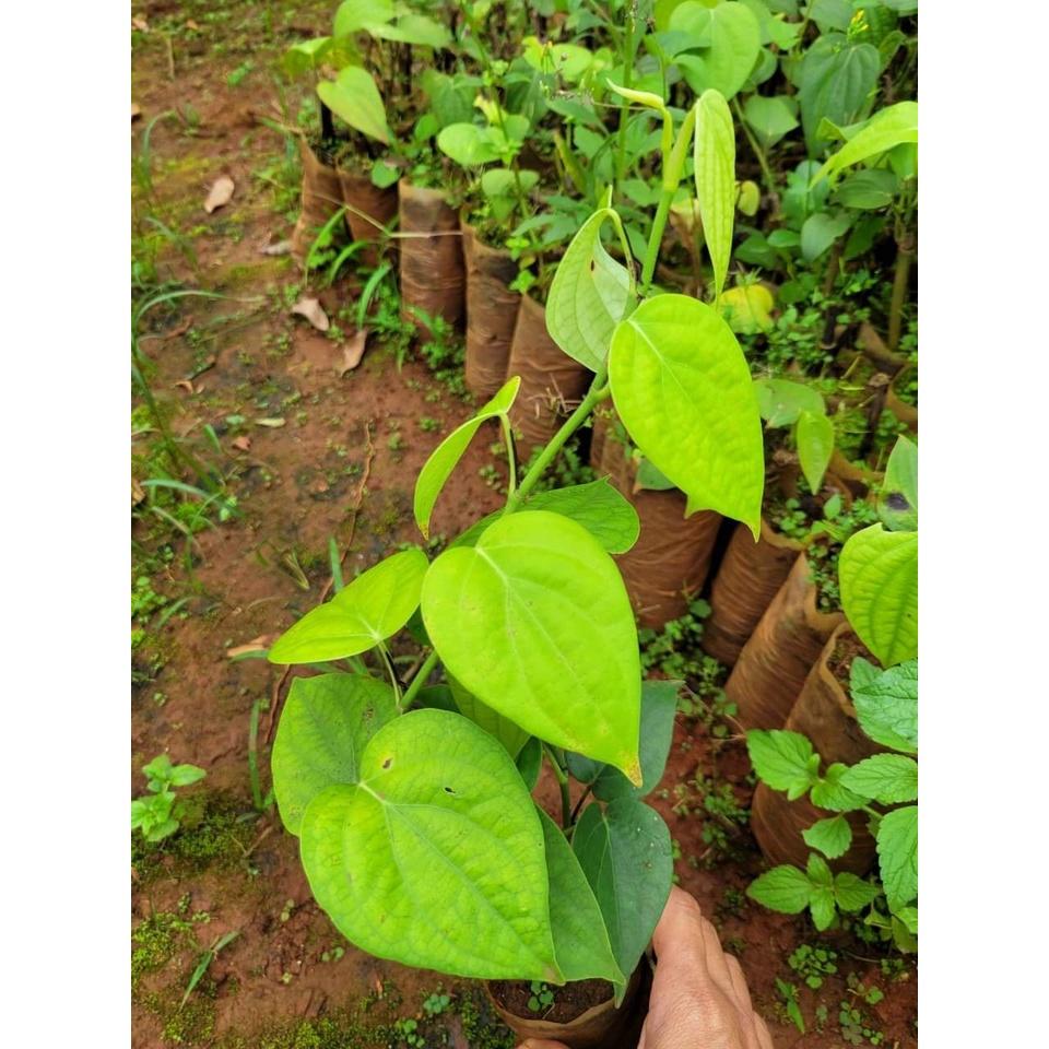Cây giống Tiêu Ác Vĩnh Linh