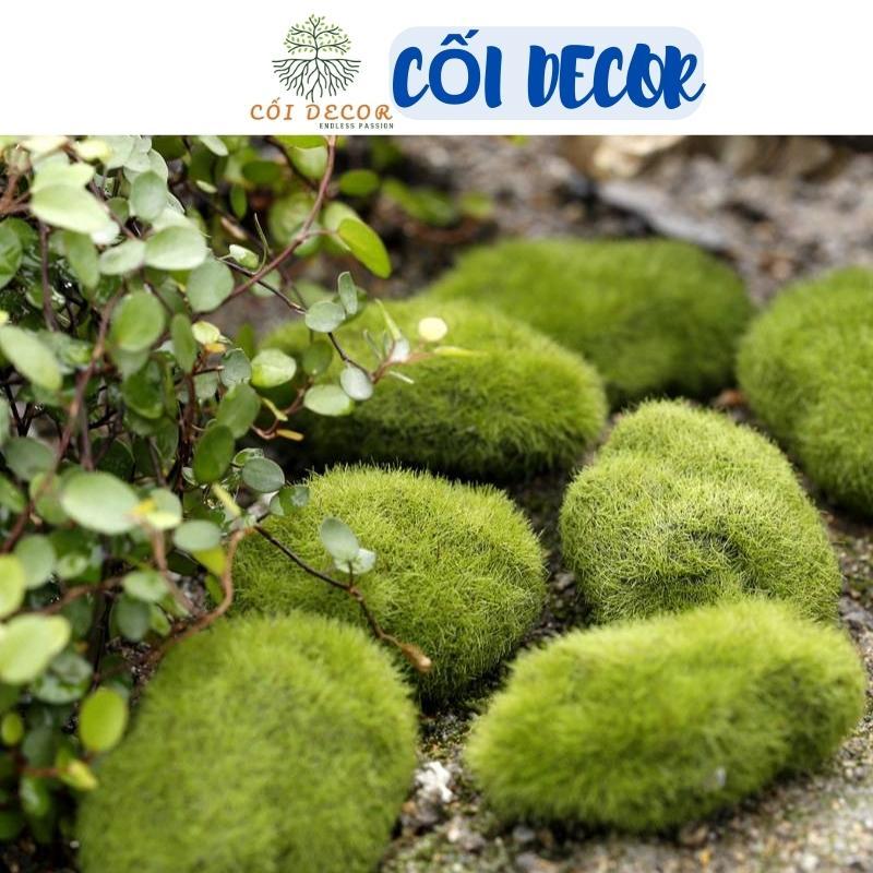 Tiểu cảnh mini ️ Viên đá giả rêu nhiều kích thước trang trí tiểu cảnh, sen đá, sân vườn, terrarium