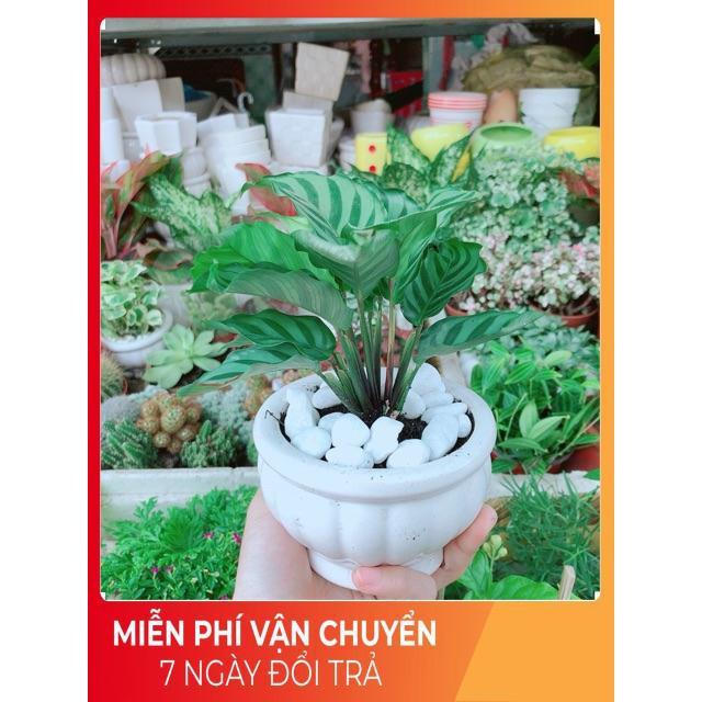 Chậu Đuôi Công Xanh