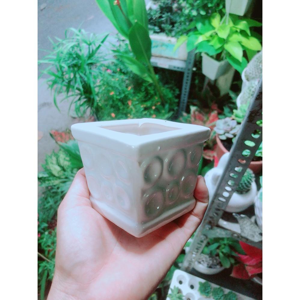 Chậu Trồng Cây