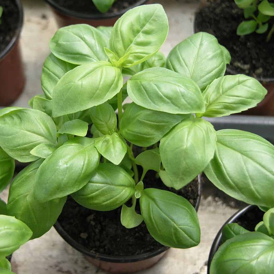 hạt giống Quế tây ITALY BASIL( húng tây)-2g