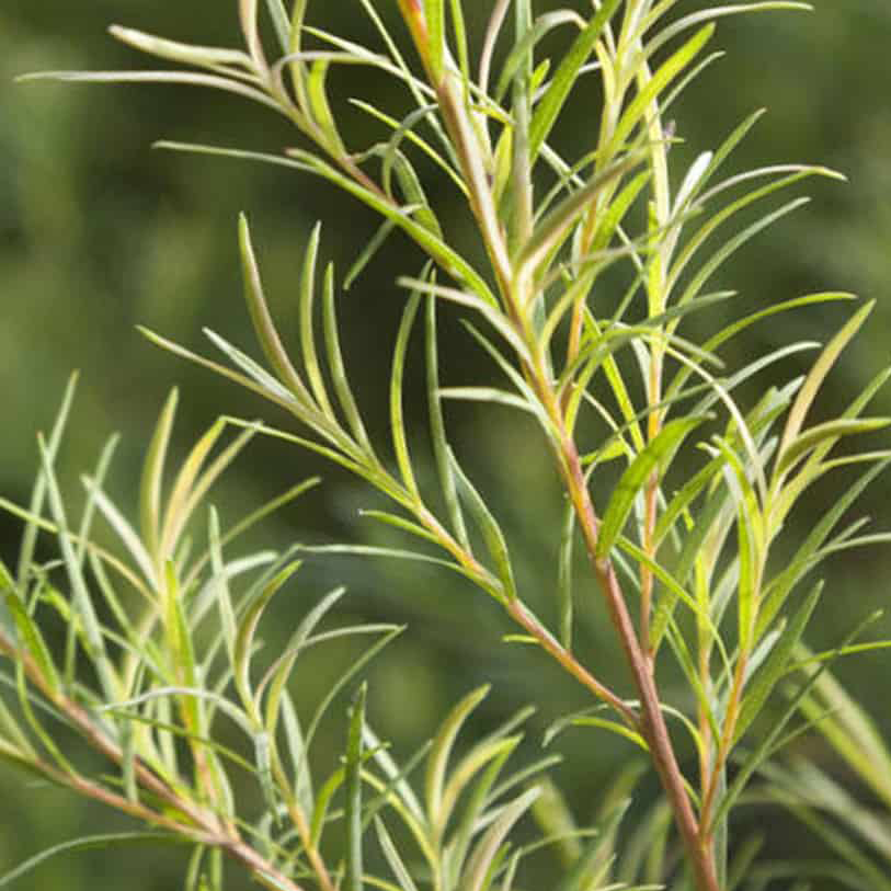 Tinh Dầu Thiên Nhiên Tràm Trà Nomad Essential Oils Tea Tree