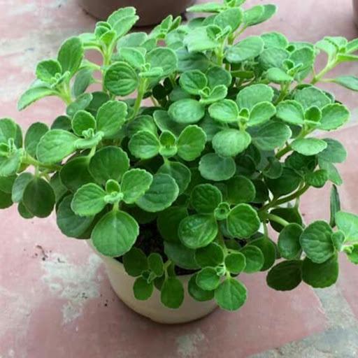 CHẬU CÂY NHẤT MẠT HƯƠNG , XUA ĐUỔI MUỖI, MANG LẠI TÀI LỘC CHO CHỦ NHÀ