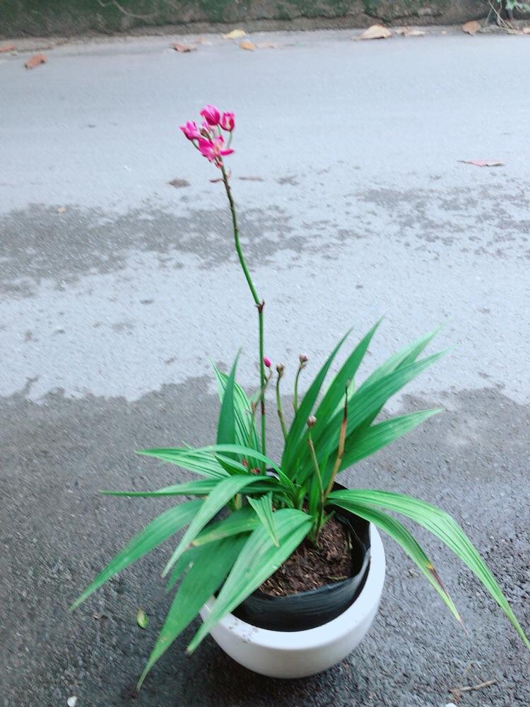 Chậu Cây Lan Đất