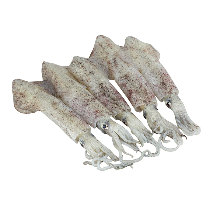 Mực Ống Phú Quốc