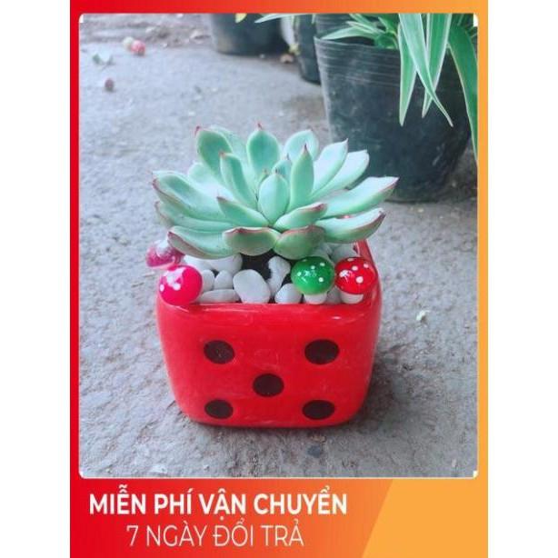 Chậu Sen Đá Viền Hồng