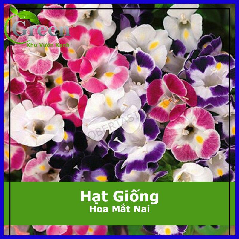 Hạt Giống Hoa Mắt Nai Nhiều Màu Mix (Hoa Tô Liên) (10 Hạt)