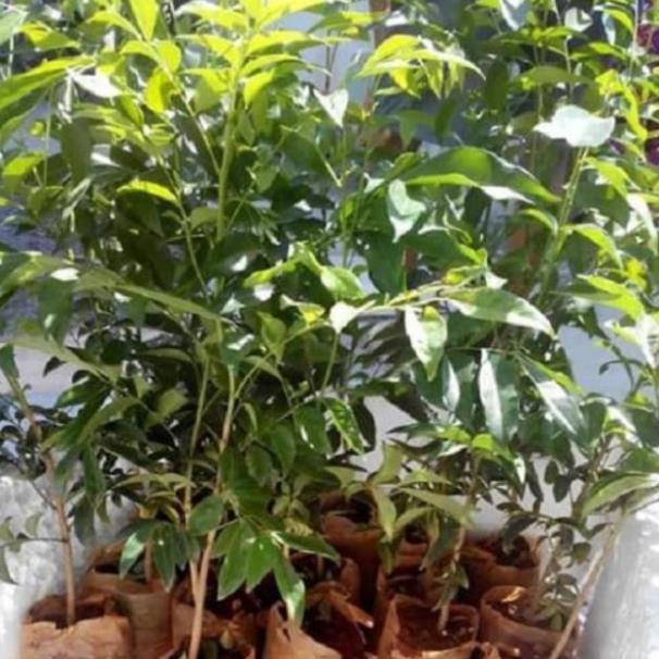 Sản phẩm CÂY GIỐNG MẮC MẬT