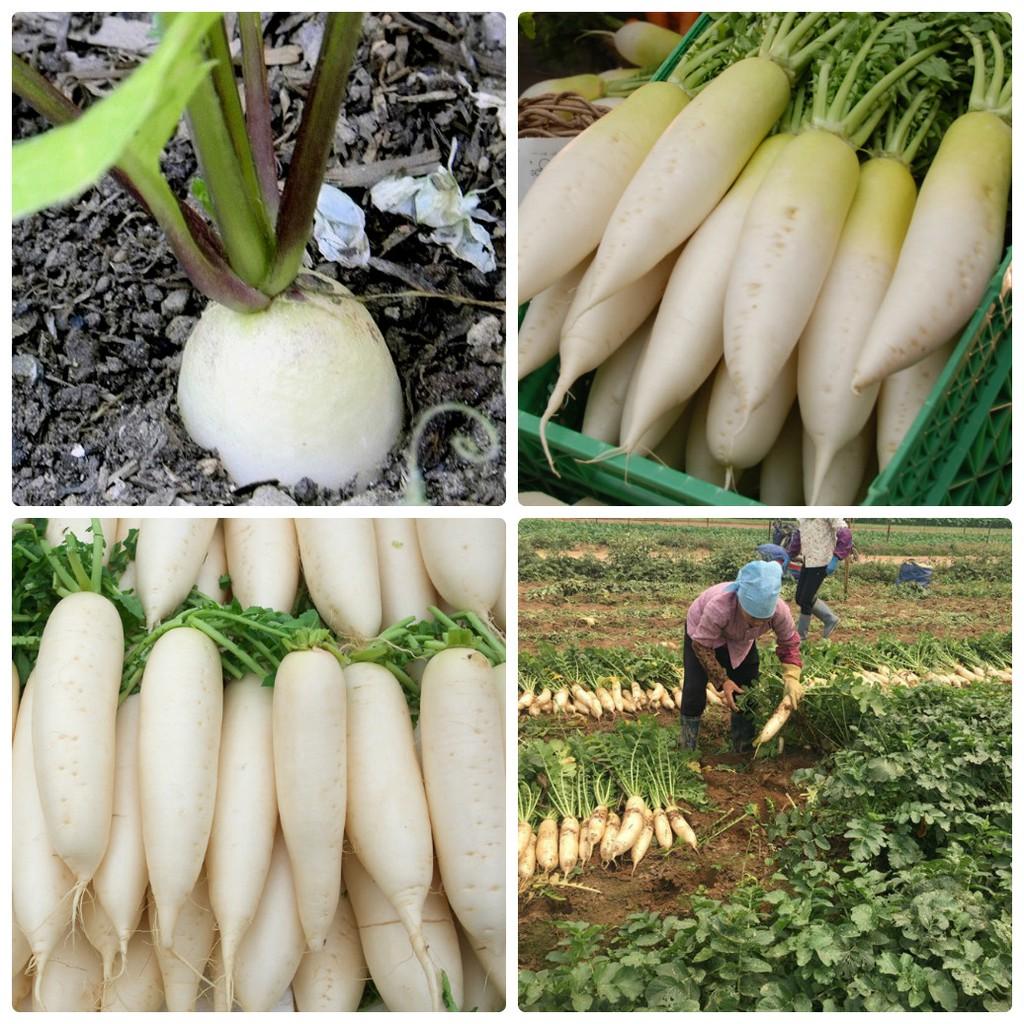 Hạt Giống Củ Cải Trắng 20 Gam