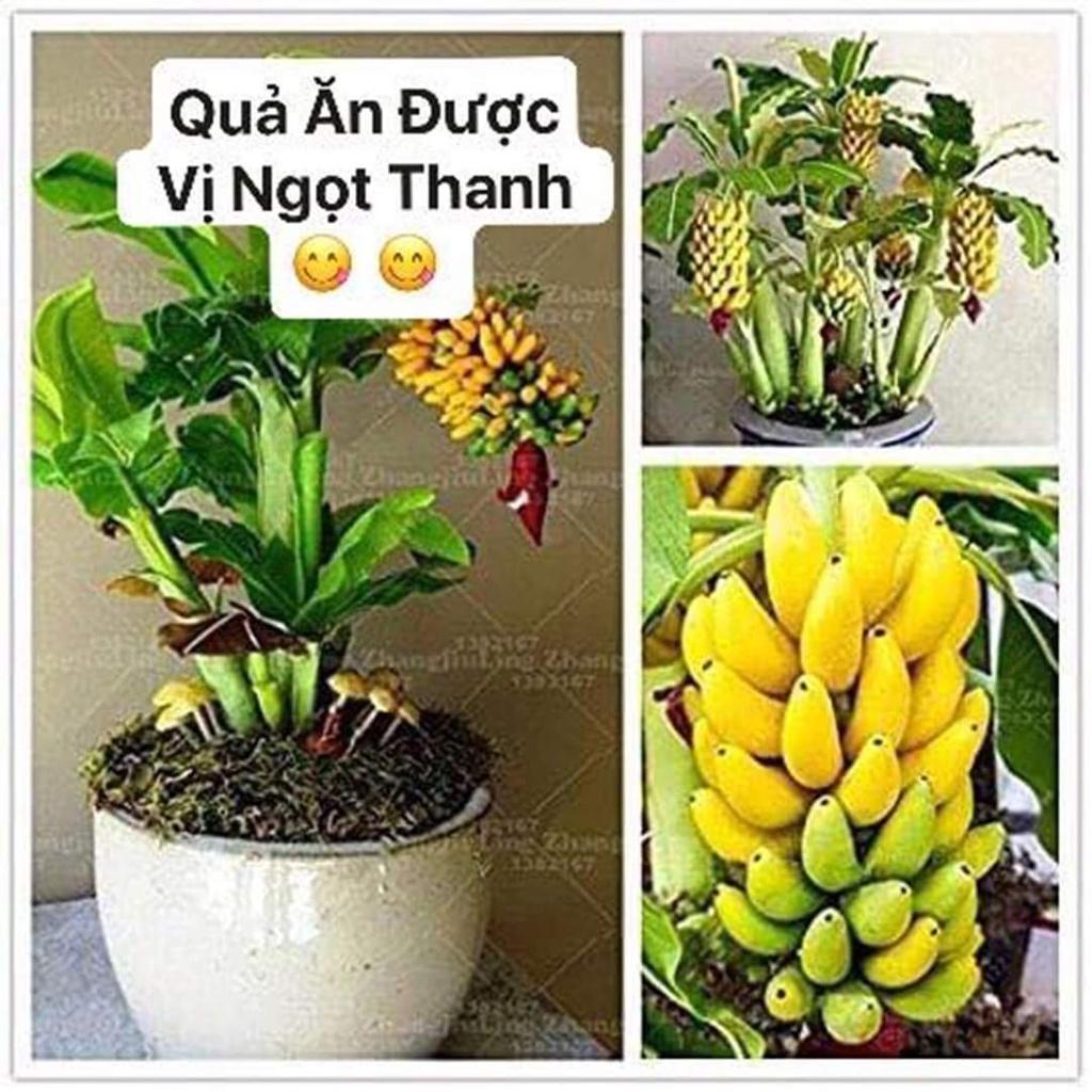 Cây giống chuối cảnh mini (trồng chậu mini - ăn trái được)