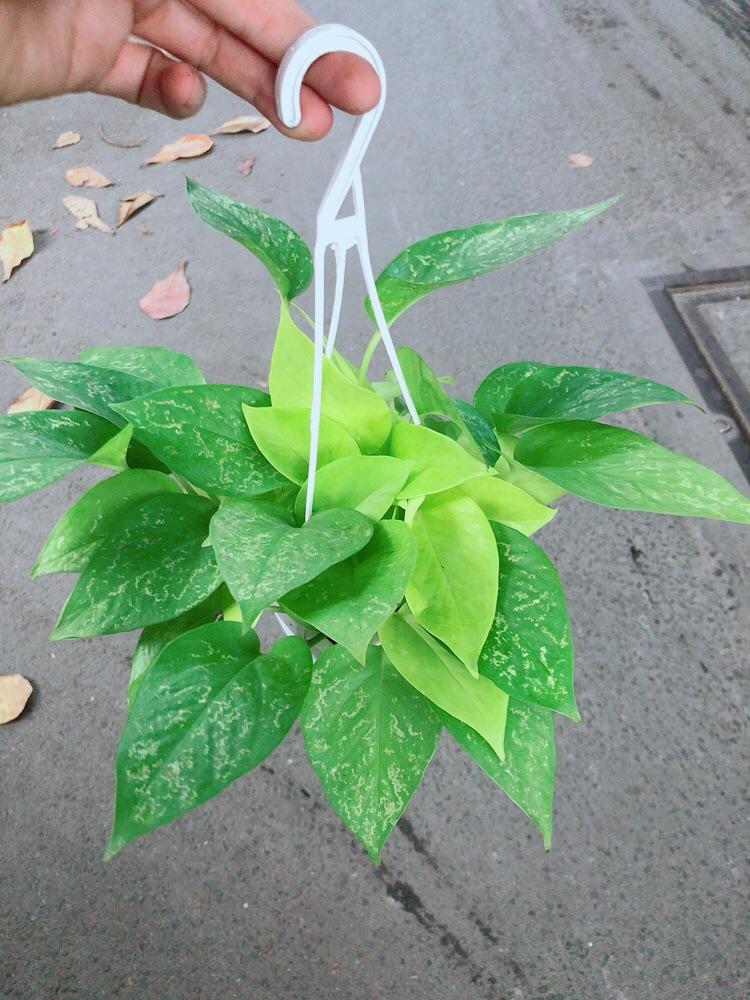 Trầu Bà Thái Vàng