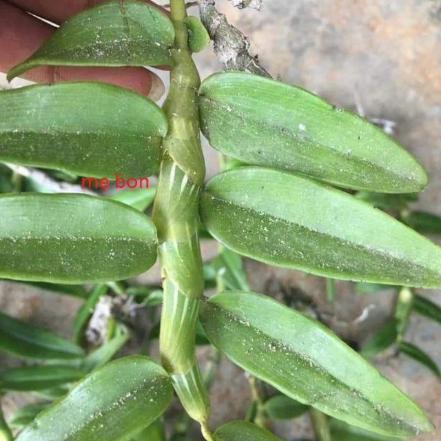 CÂY GIỐNG HOA LAN , cây cực đẹp