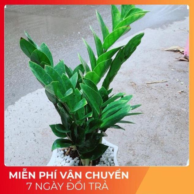 Chậu Kim Tiền