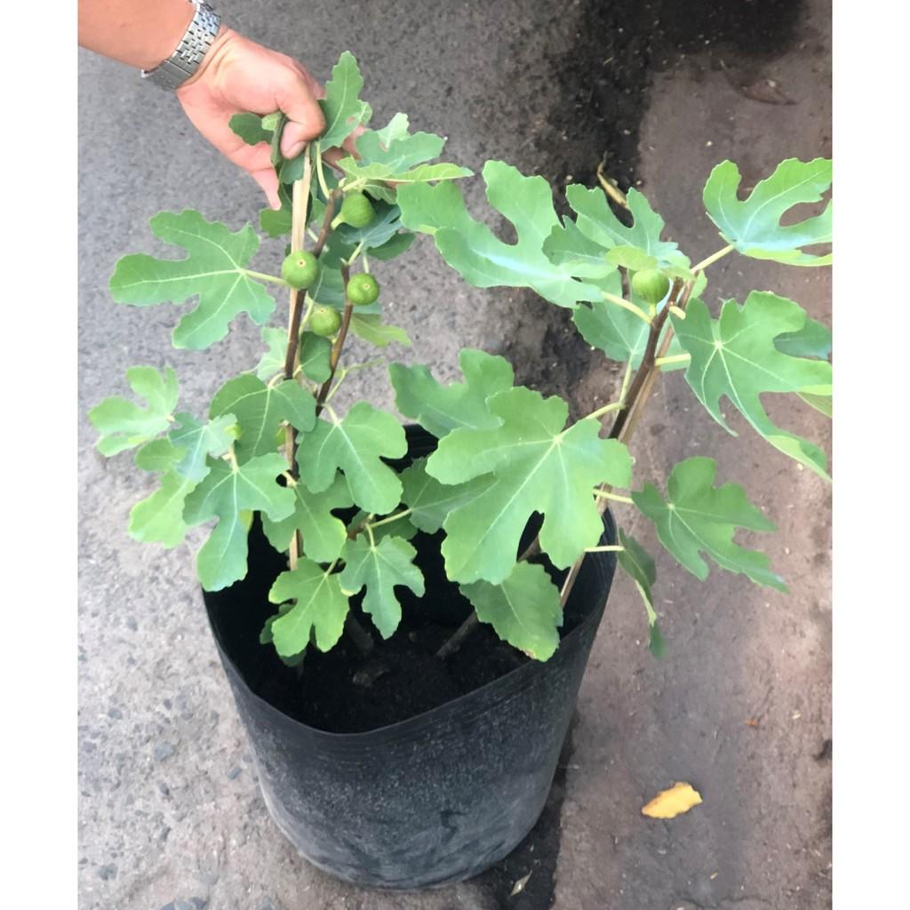 Cây sung Mỹ gốc to đang có trái
