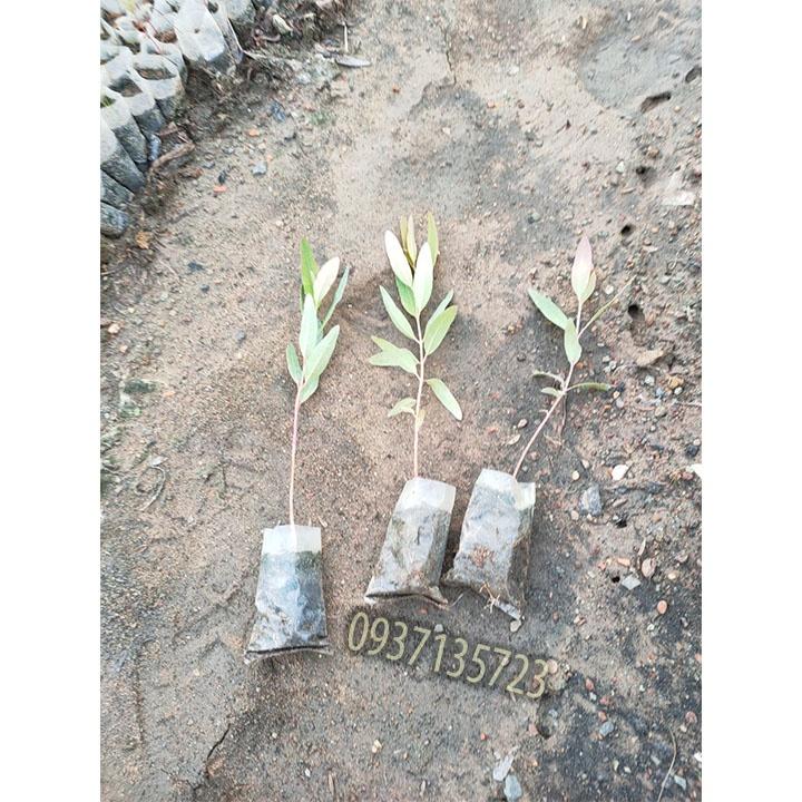 Combo 15 cây bạch đàn cây giống