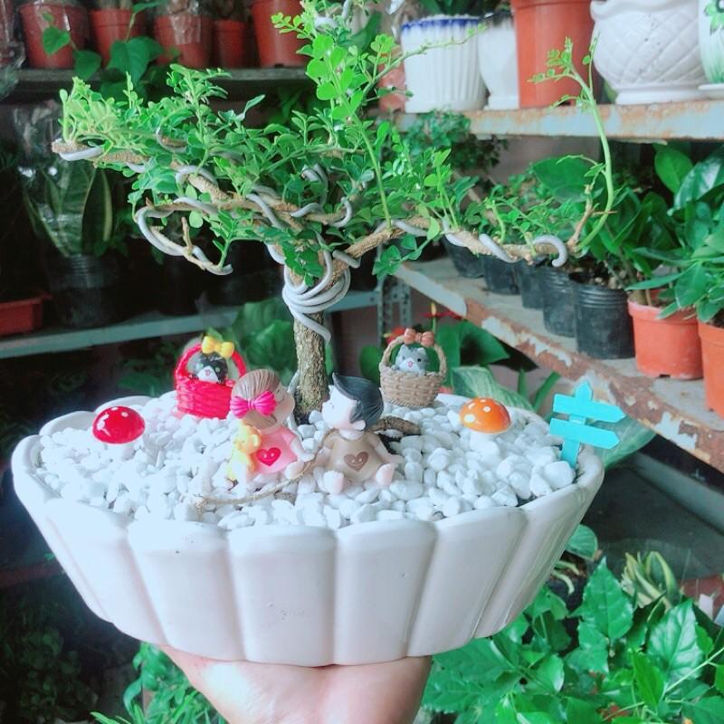 Chậu Cây Cần Thăng Bonsai