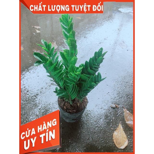 Kim Tiền Size Lớn