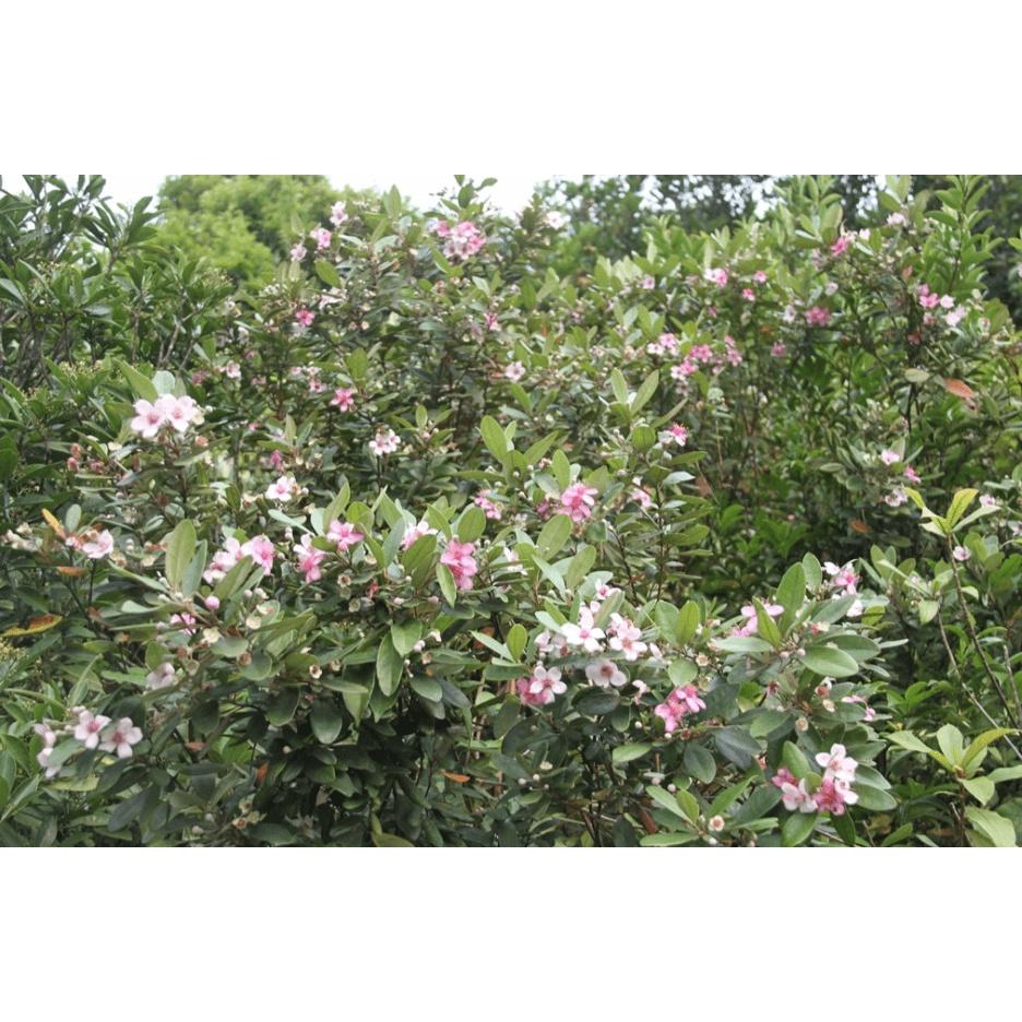 CÂY GIỐNG SIM TÍM .