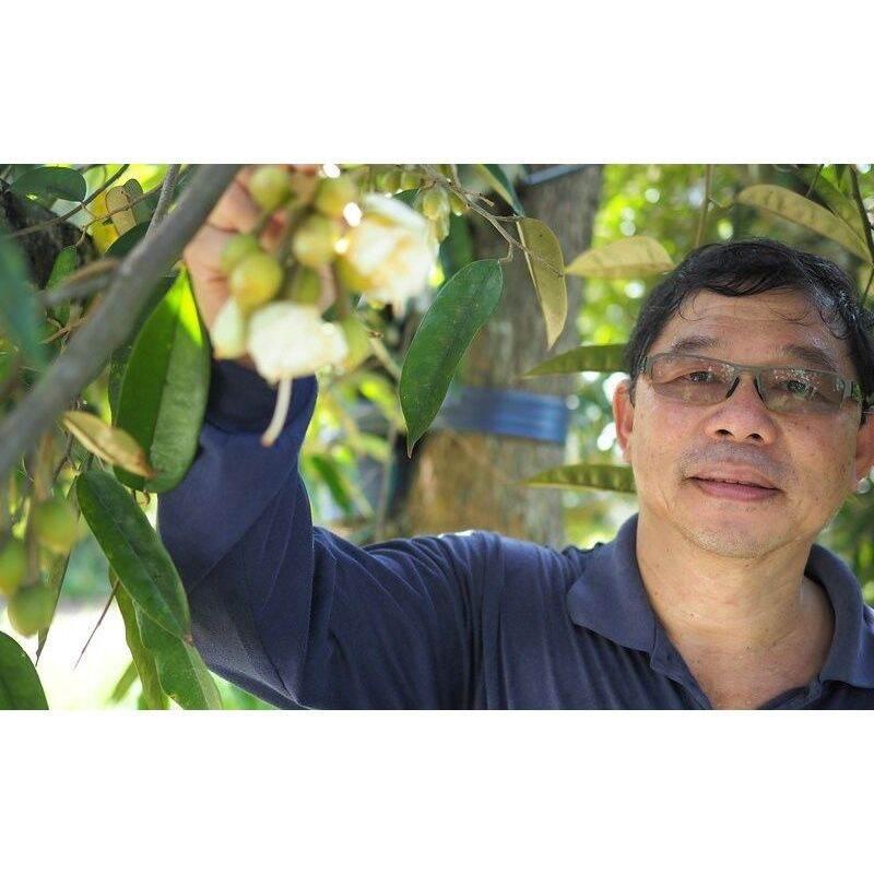CÂY GIỐNG SẦU RIÊNG BLACK THORN SIÊU SỚM