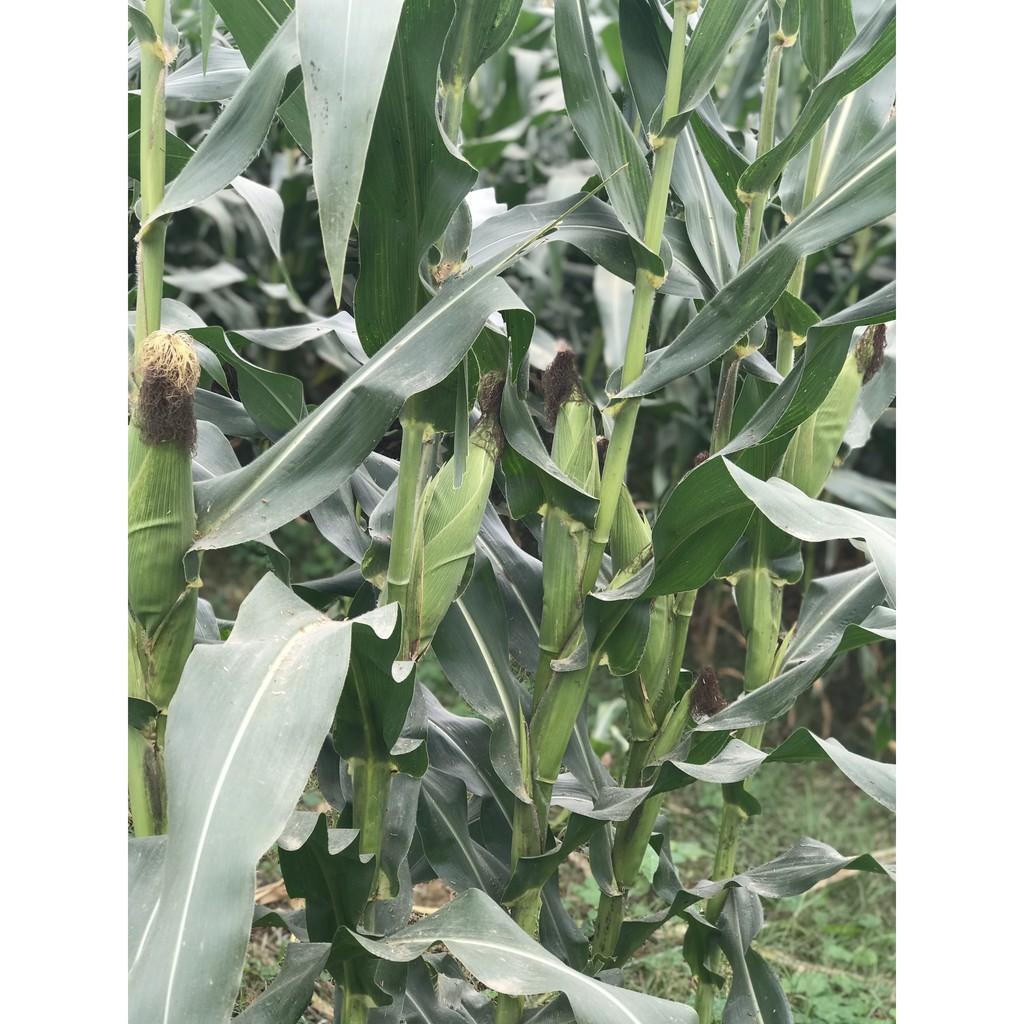 Hạt giống ngô lai F1 MK399 1kg