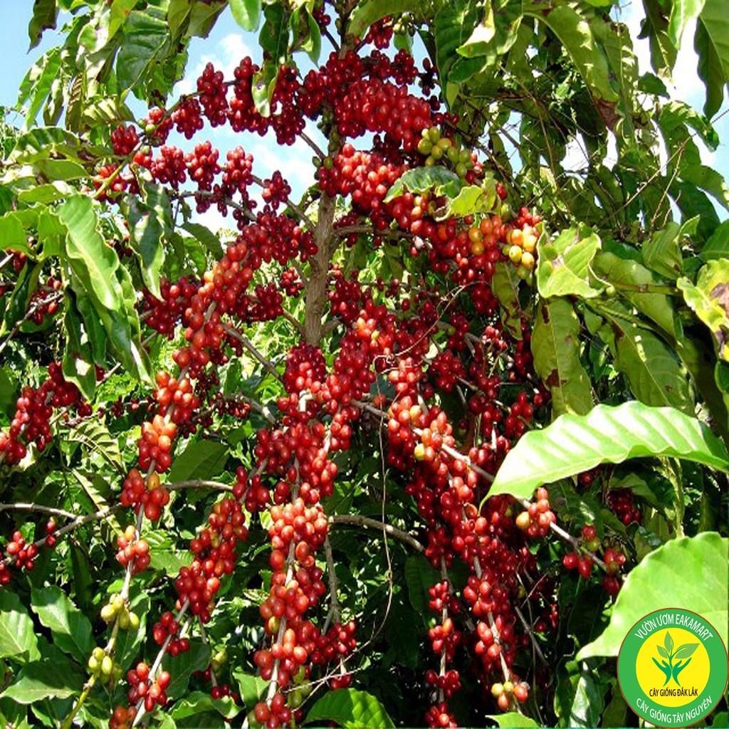Cây cà phê vối TR4 (cao sản) - Giá Tiki khuyến mãi: 6,000đ - Mua ...
