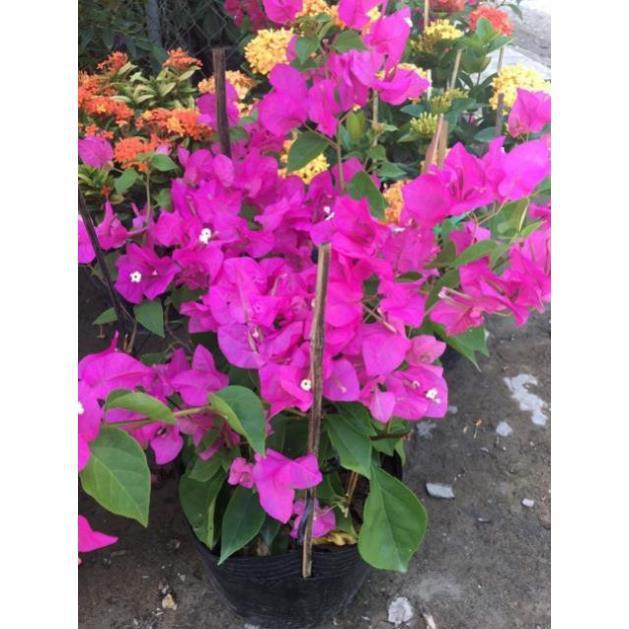 Hoa giấy đỏ hồng siêu bông