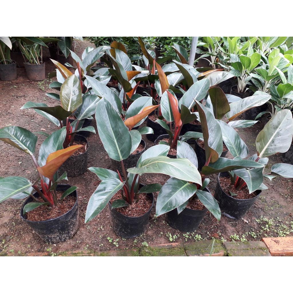 CÂY TRẦU BÀ ĐẾ VƯƠNG ĐỎ CHẬU TO NHƯ HÌNH *