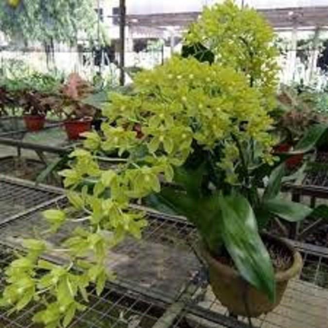 CÂY GIỐNG VŨ NỮ HOÀNG HẬU, SIÊU ĐẸP - CGLVNHH