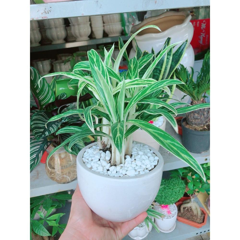 Chậu cây giữ tiền