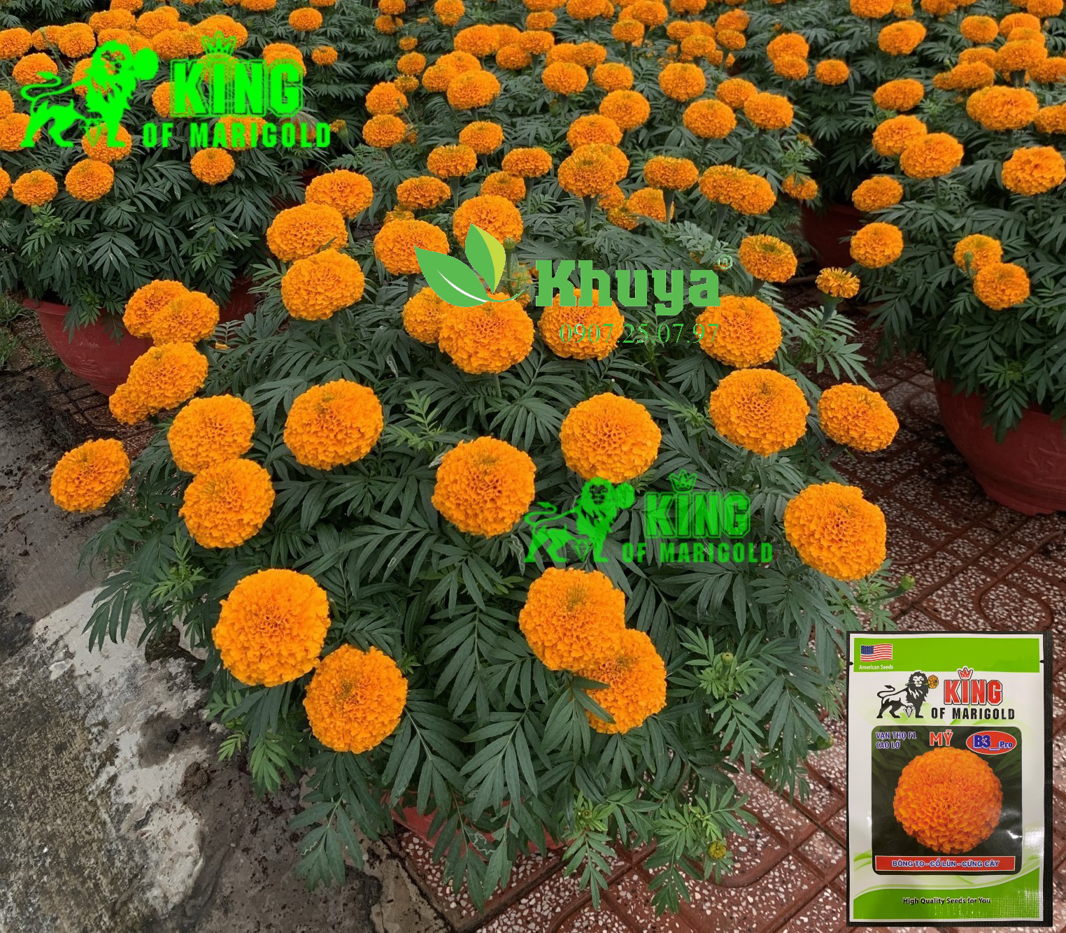 (Date: 05/11/2026) Hạt giống Hoa Vạn Thọ F1 Mỹ B3 Pro Cao Lỡ Cam Đỏ Bông To - Cổ Lùn - Cứng Cây