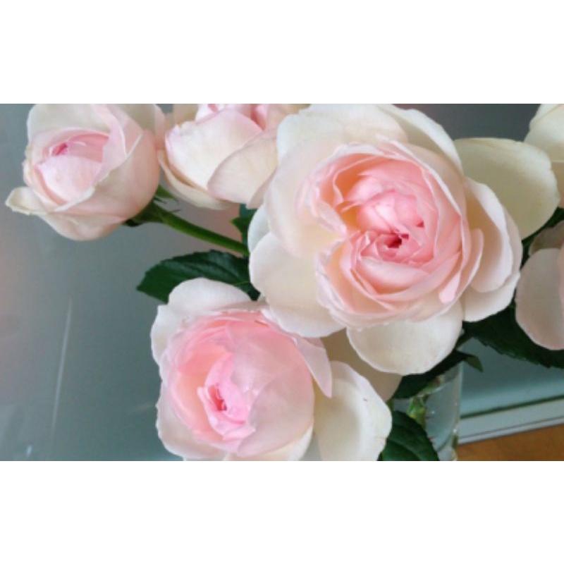 Hoa hồng M-Nostalgic Romance nguyên bản nhập ngoại