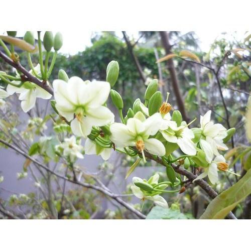 CÂY GIỐNG HOA THANH MAI