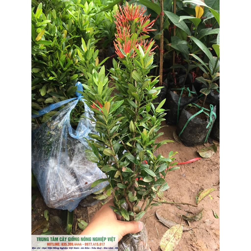 Cây Giống Hoa Mẫu Đơn