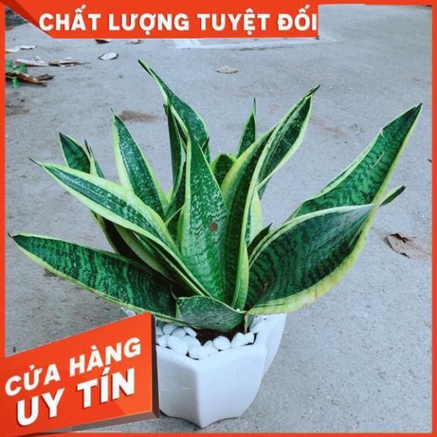 Chậu Lưỡi Hổ Size Lớn