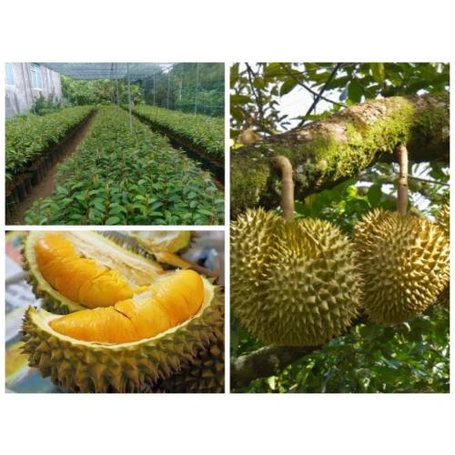 Cây giống Sầu Riêng Thái Lan.