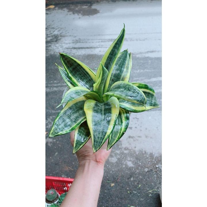 Chậu Lưỡi Hổ Thái Thuỷ Sinh