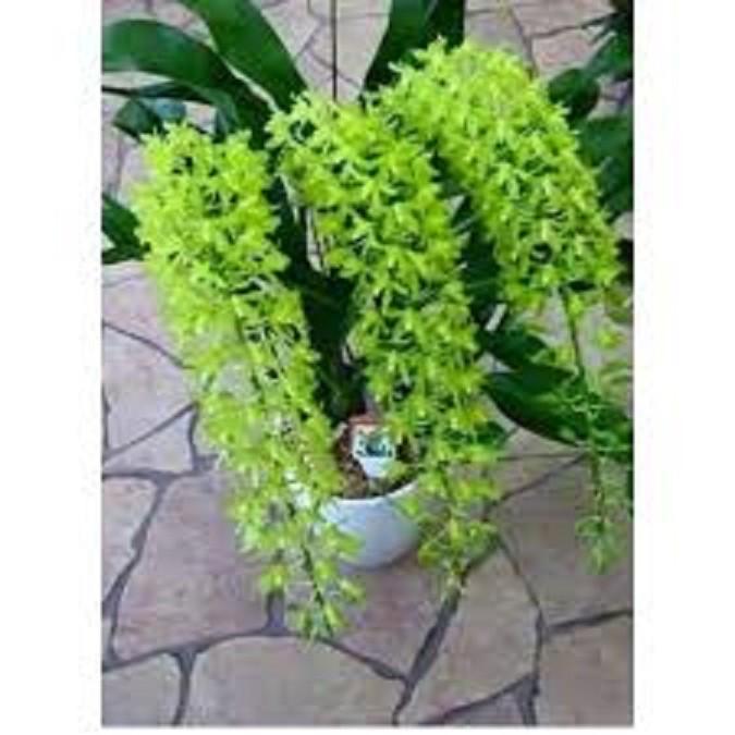 CÂY GIỐNG VŨ NỮ HOÀNG HẬU, SIÊU ĐẸP - CGLVNHH